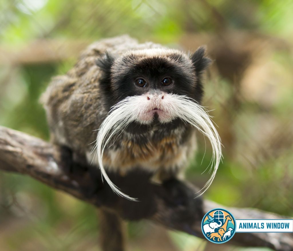 Emperor Tamarin with long white mustache on a branch - Small monkey breed.