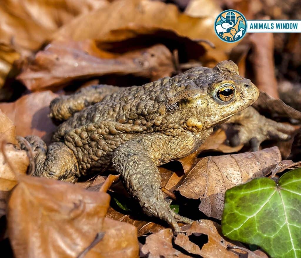 European Common Toad Animal That Migrate