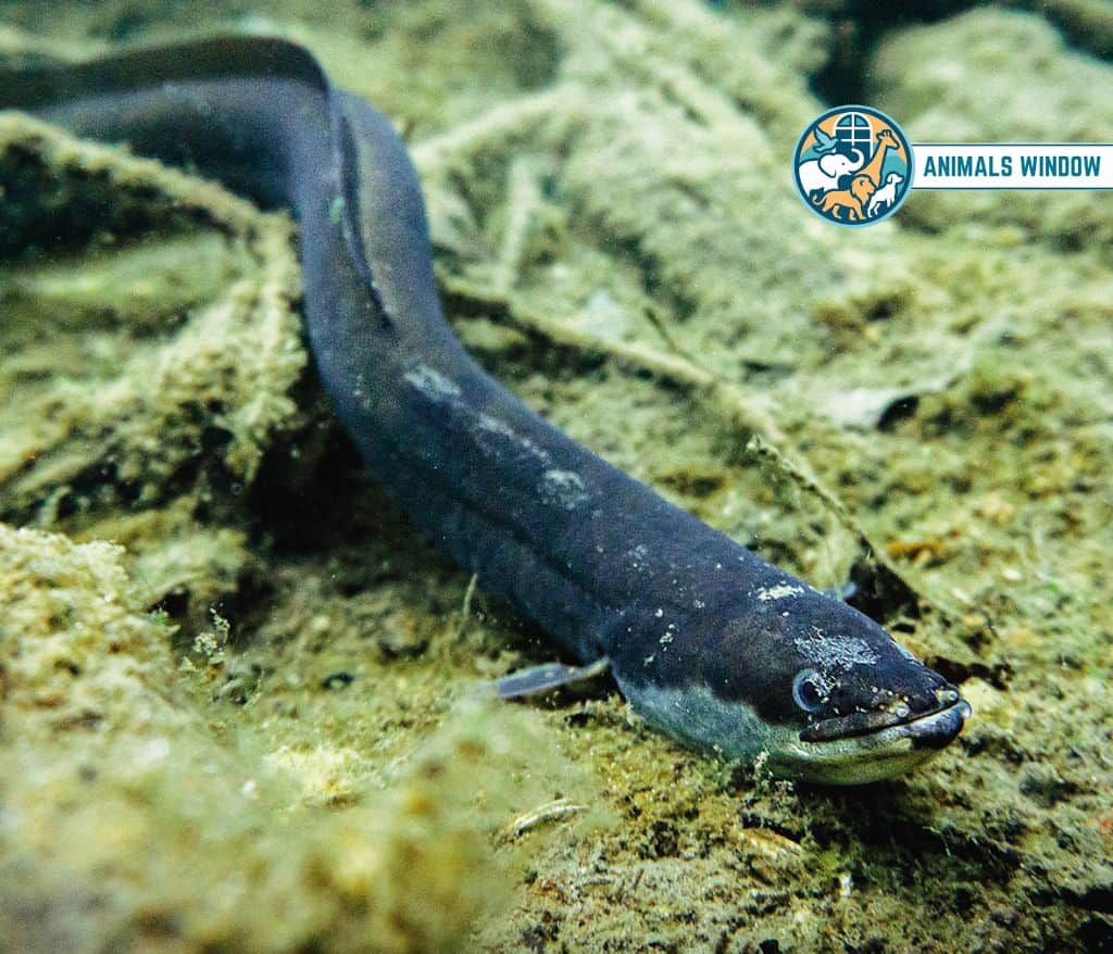 European Eel Animal That Migrate in the World