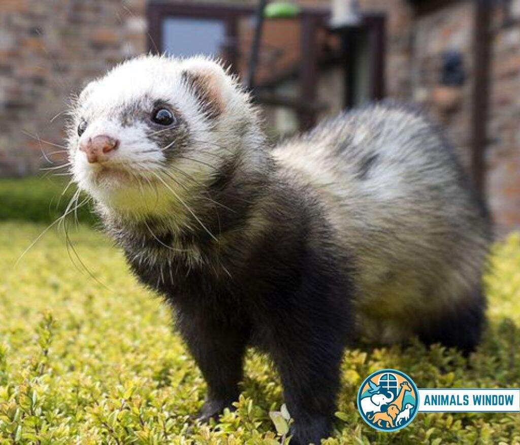 Ferret Energetic Animal in the world