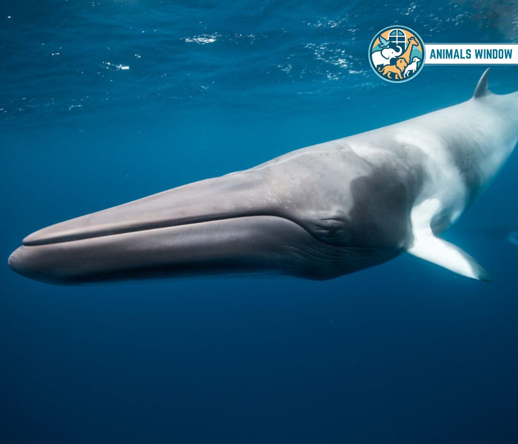 Fin Whale Heaviest Animal in the World