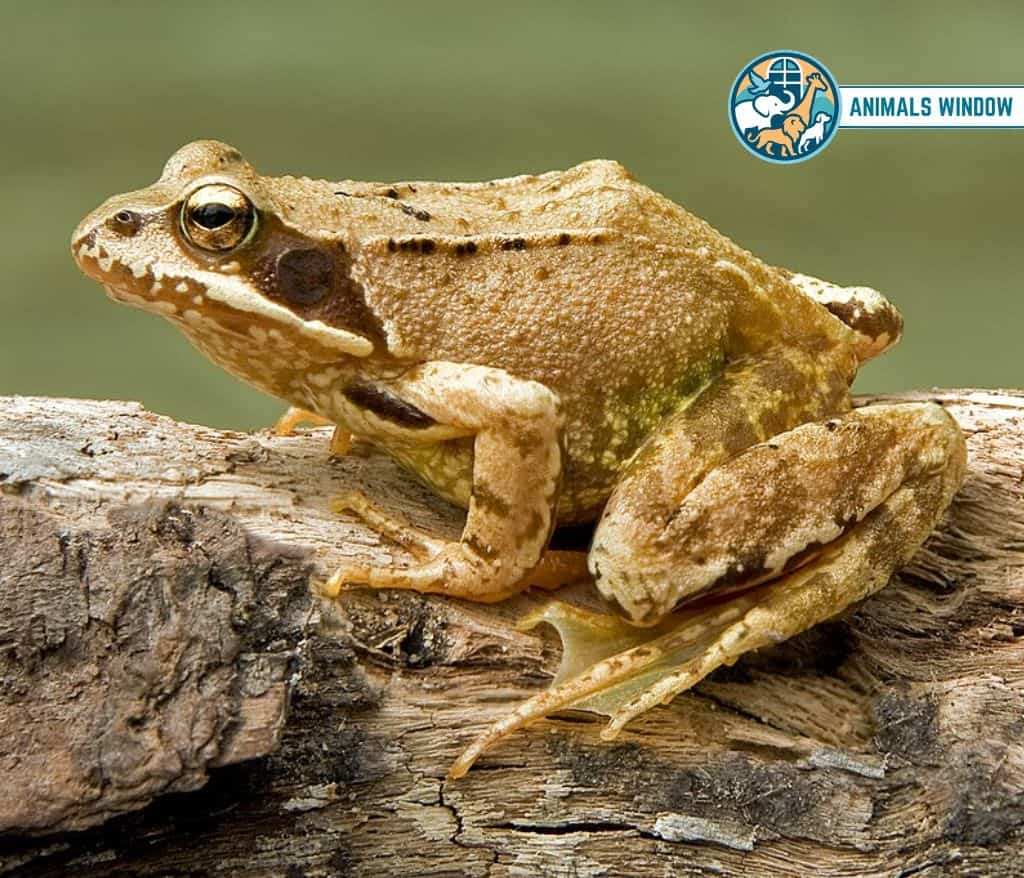 Frog Animal With No Tail