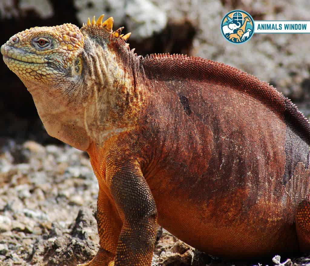 Galápagos Land Iguana Animal That Migrate