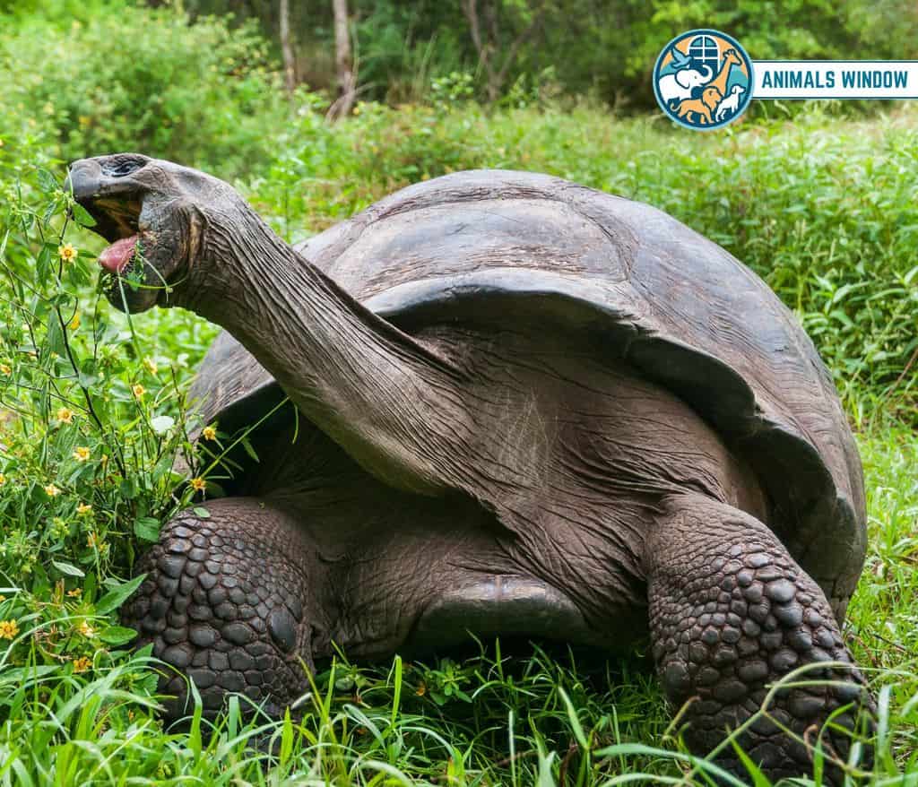 Galápagos Tortoise Migrating Animal in the World