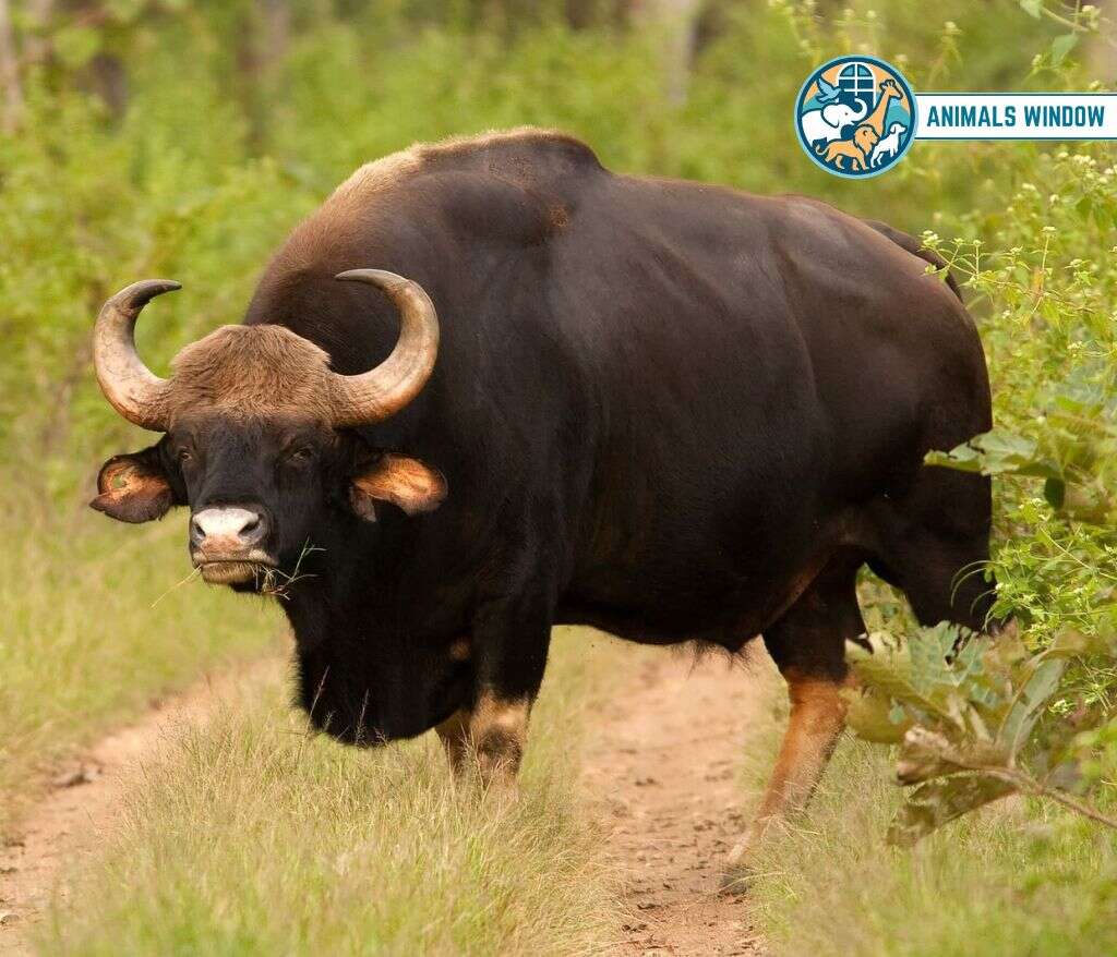 Gaur (Indian Bison) Heaviest Animal