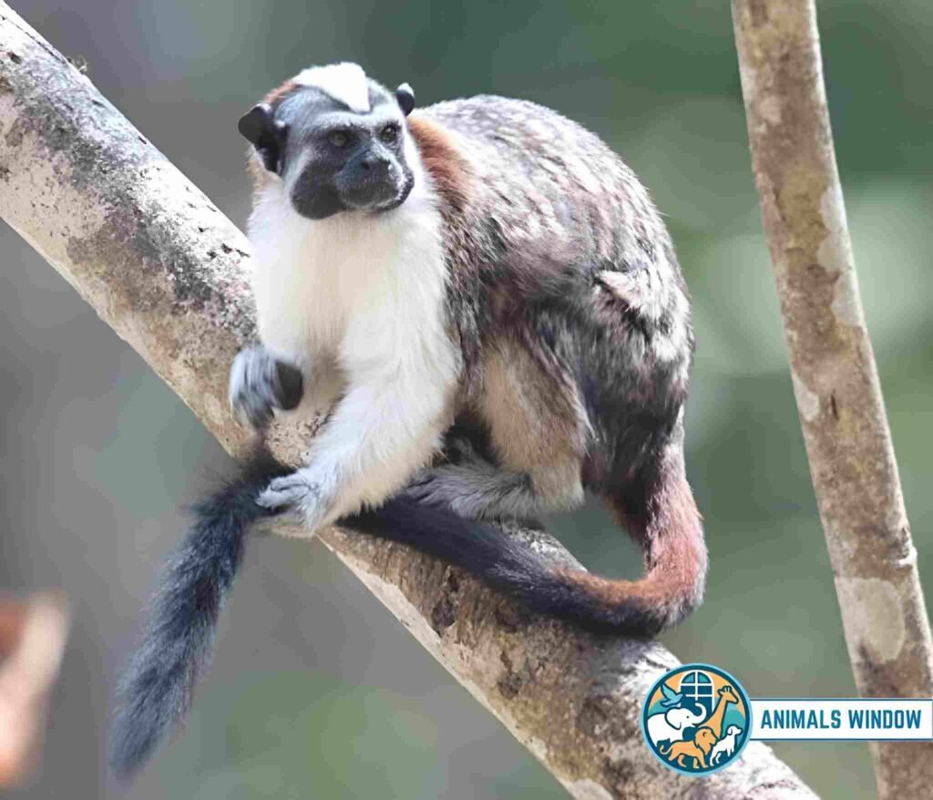Geoffroy’s Tamarin with a white chest sitting on a tree branch - Small monkey breed