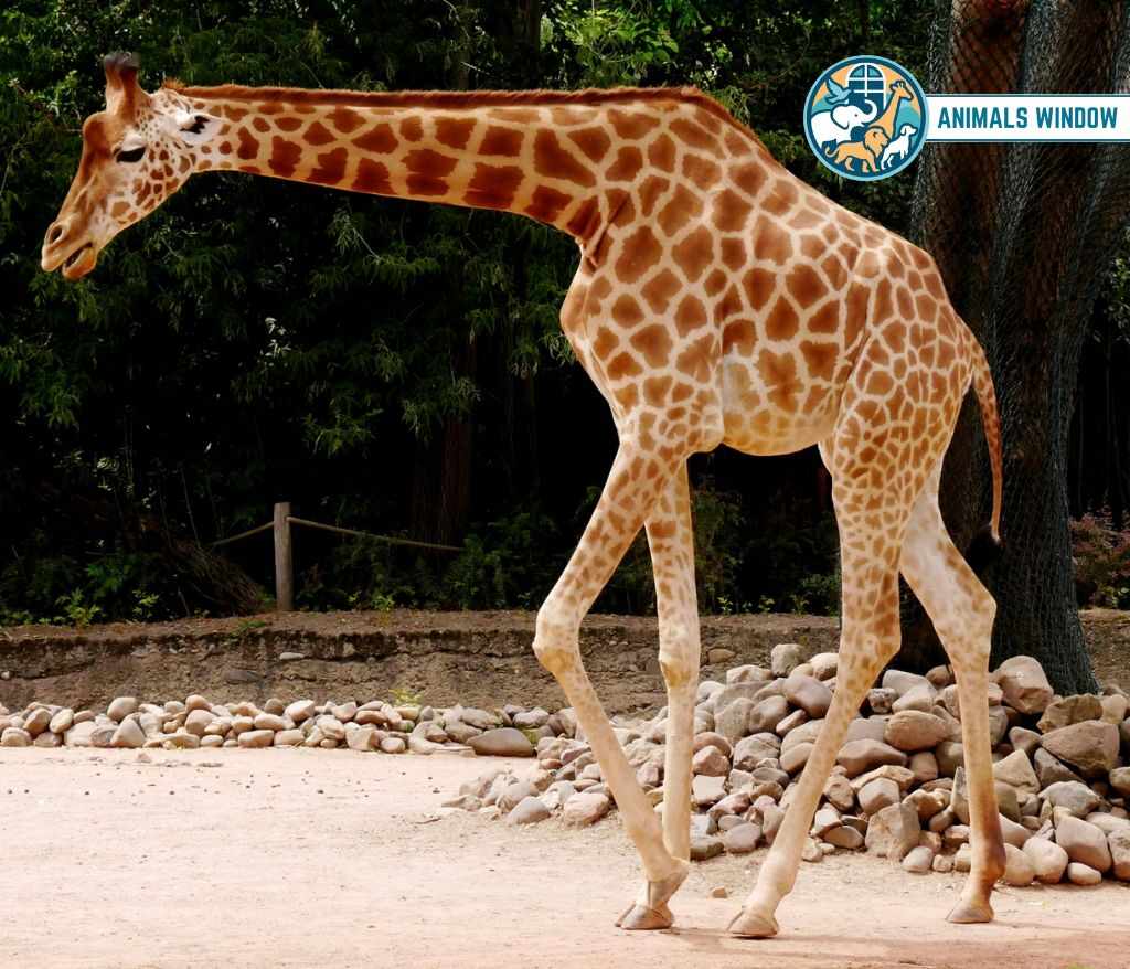 Giraffe Heaviest Animal in the World