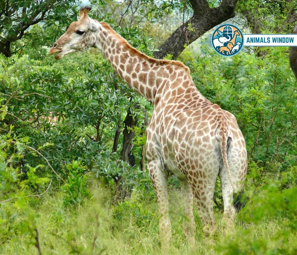 Giraffe Quiet Animal