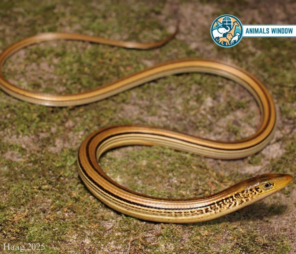 Glass Lizard Skinny Animals