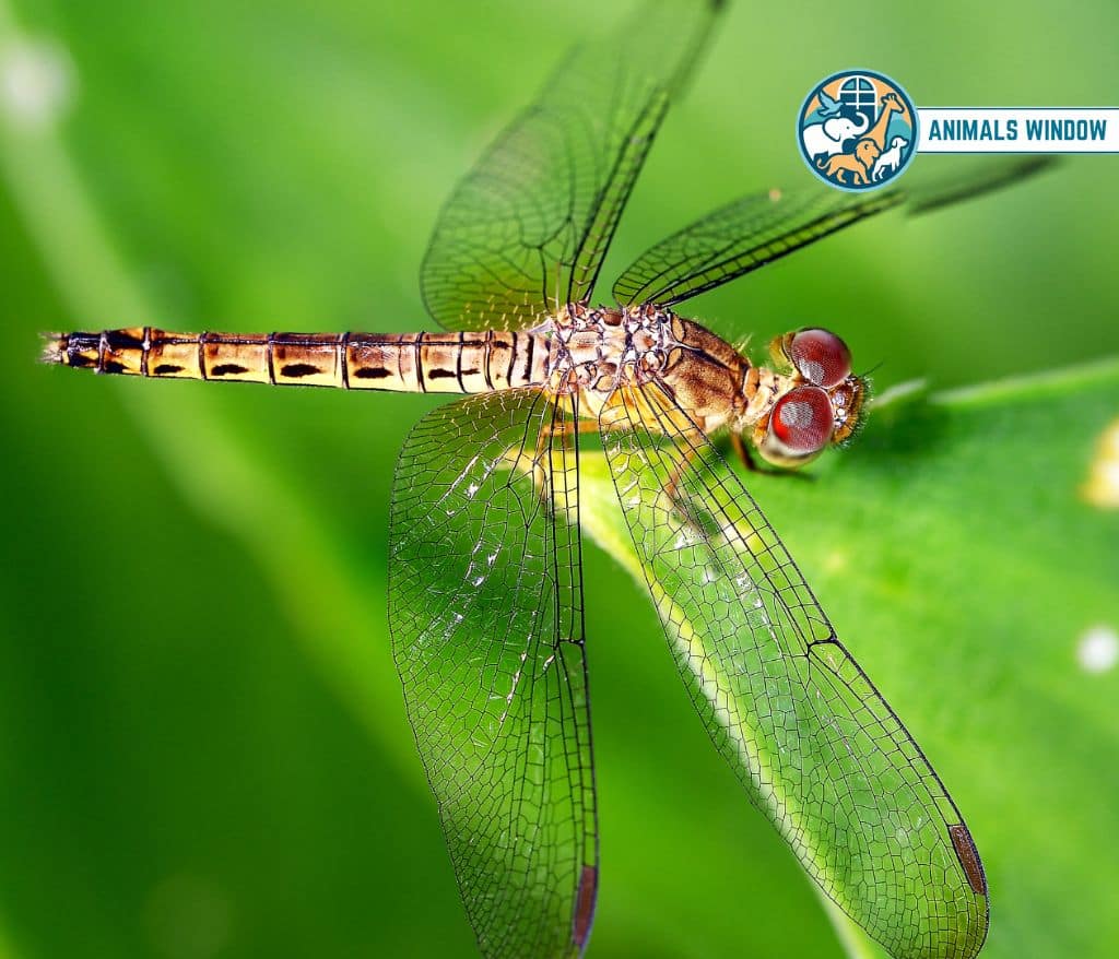 Globe Skimmer Dragonfly Migrating Animal