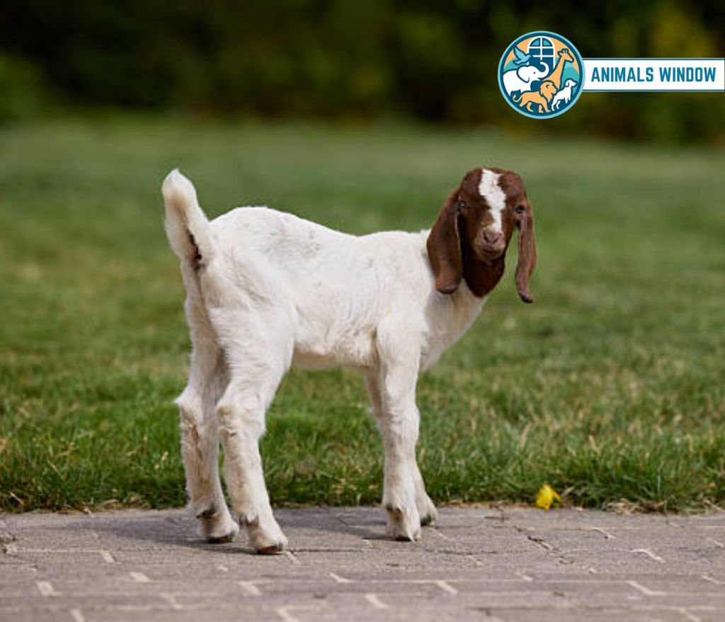 Goat Energetic Animal in the world
