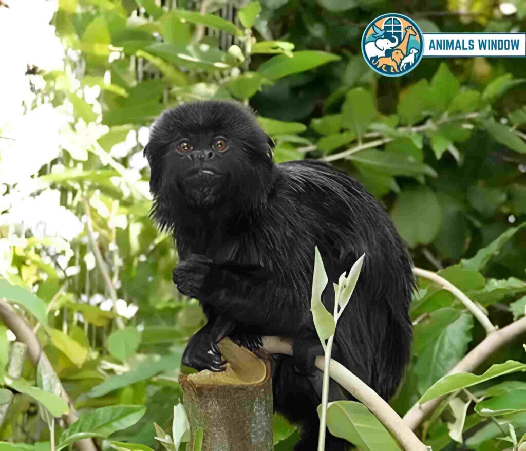 Black Goeldi’s Monkey sitting on a tree stump - Small monkey breed.