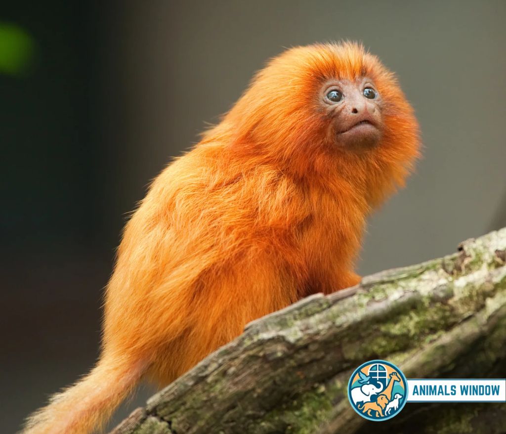 Golden Lion Tamarin with bright orange fur on a log - Small monkey breed.