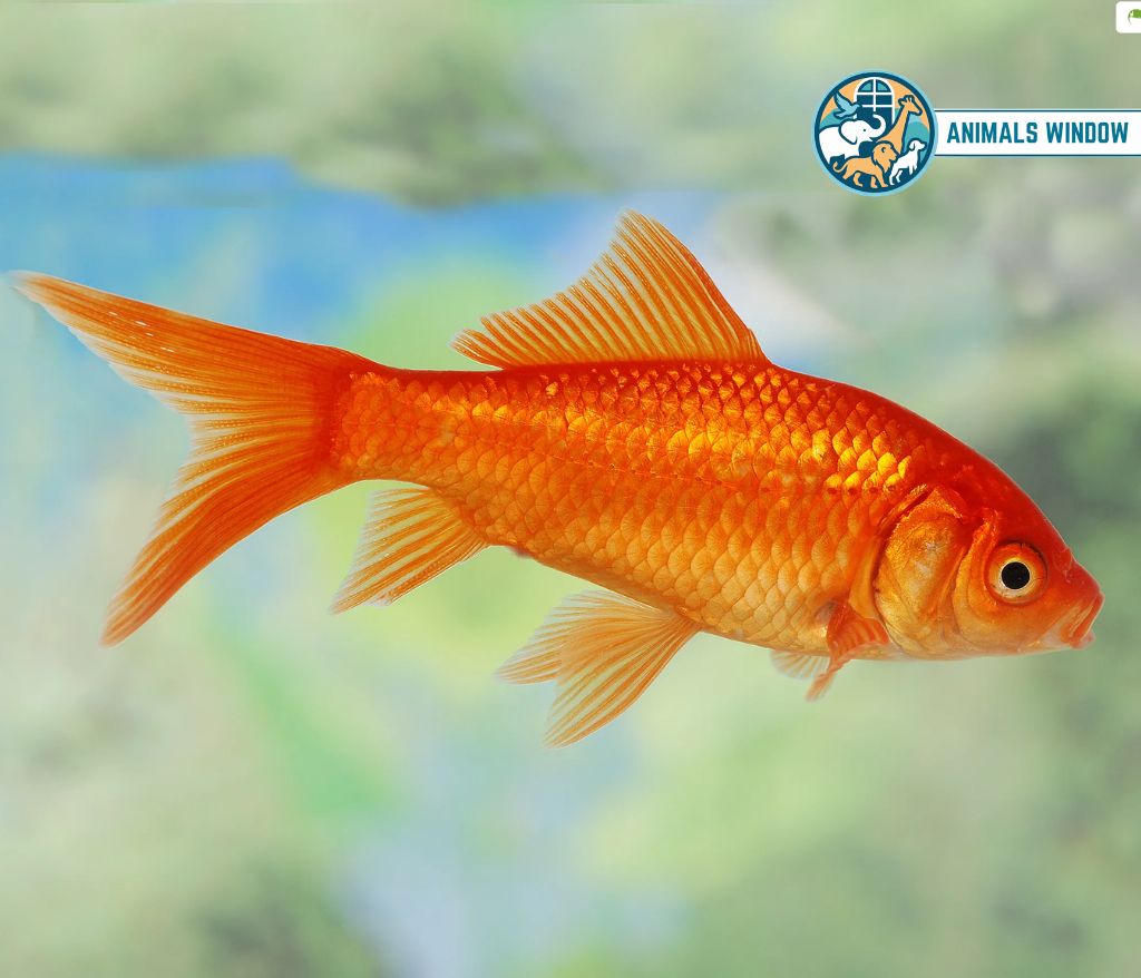 Goldfish Quiet Animal