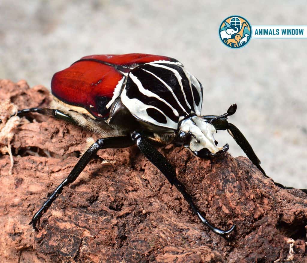 Goliath Beetle Fattest Animal