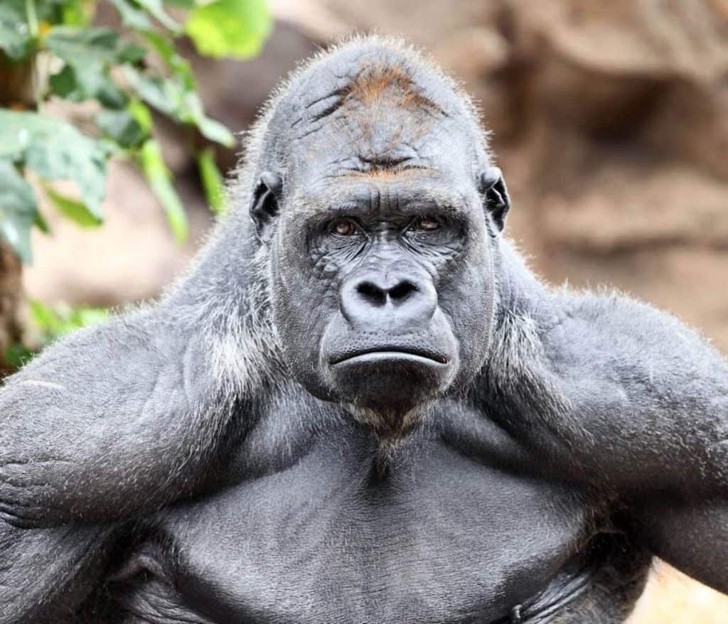 Gorilla Animal Without Tail