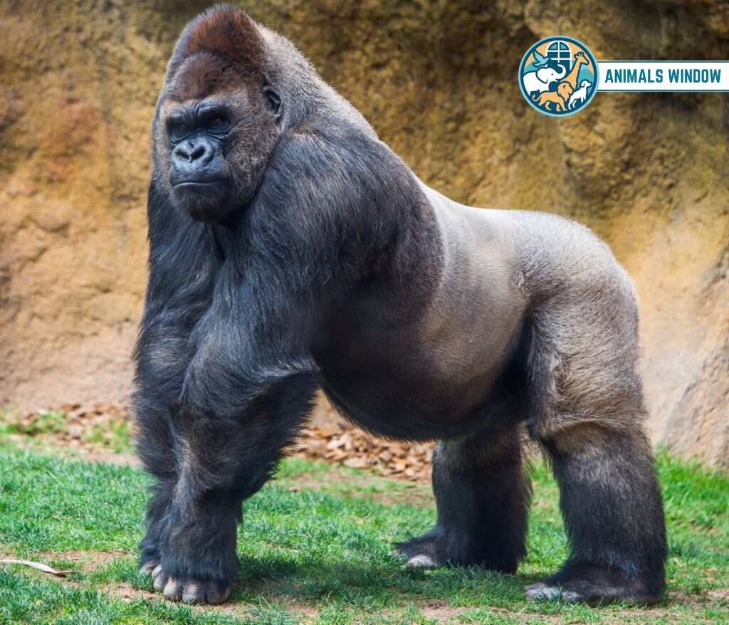 Gorilla Animal Without Tail