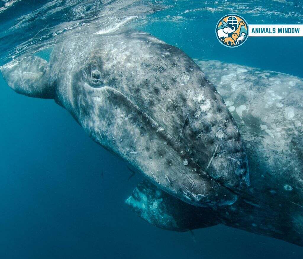 Gray Whale Animal That Migrate