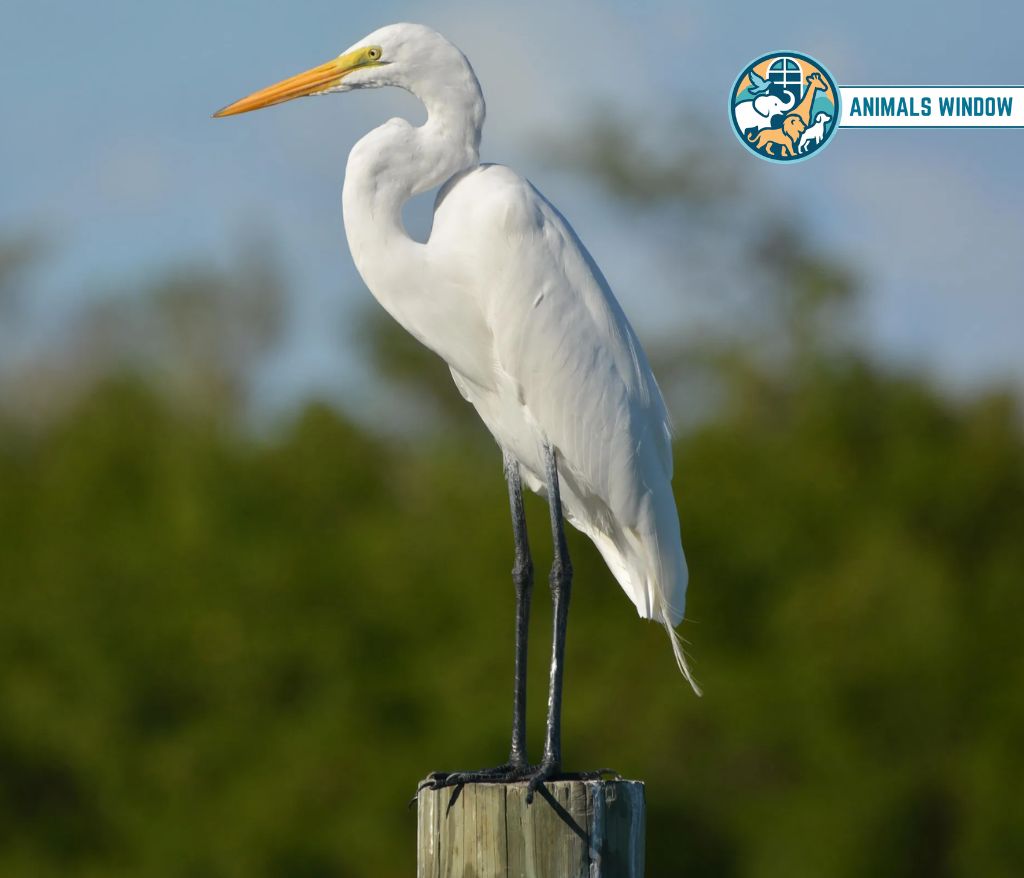 Great Egret Skinny Animal
