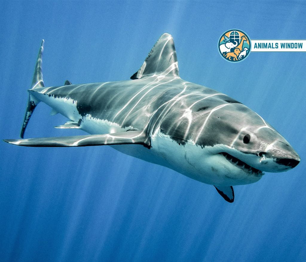 Great White Shark Animal That Migrate