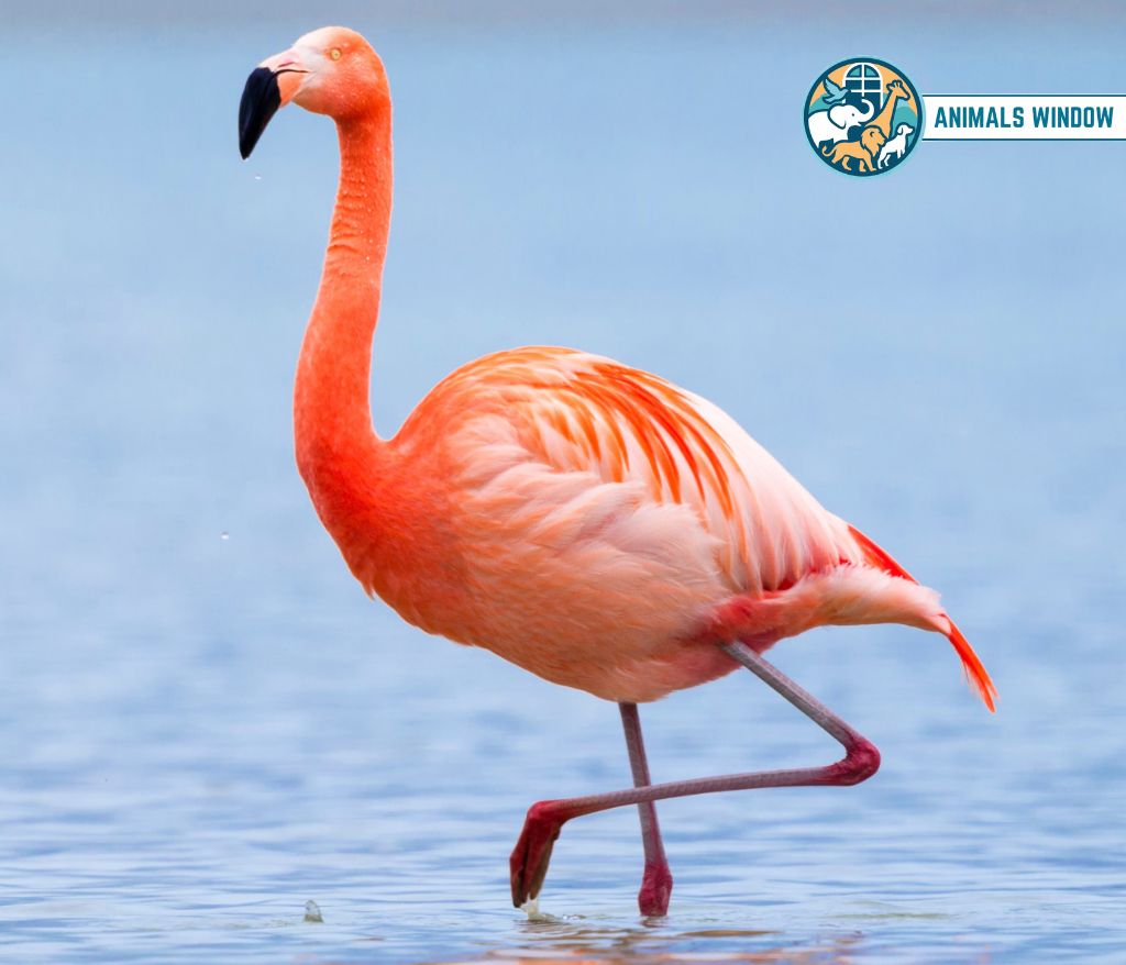 Greater Flamingo Skinny Animal