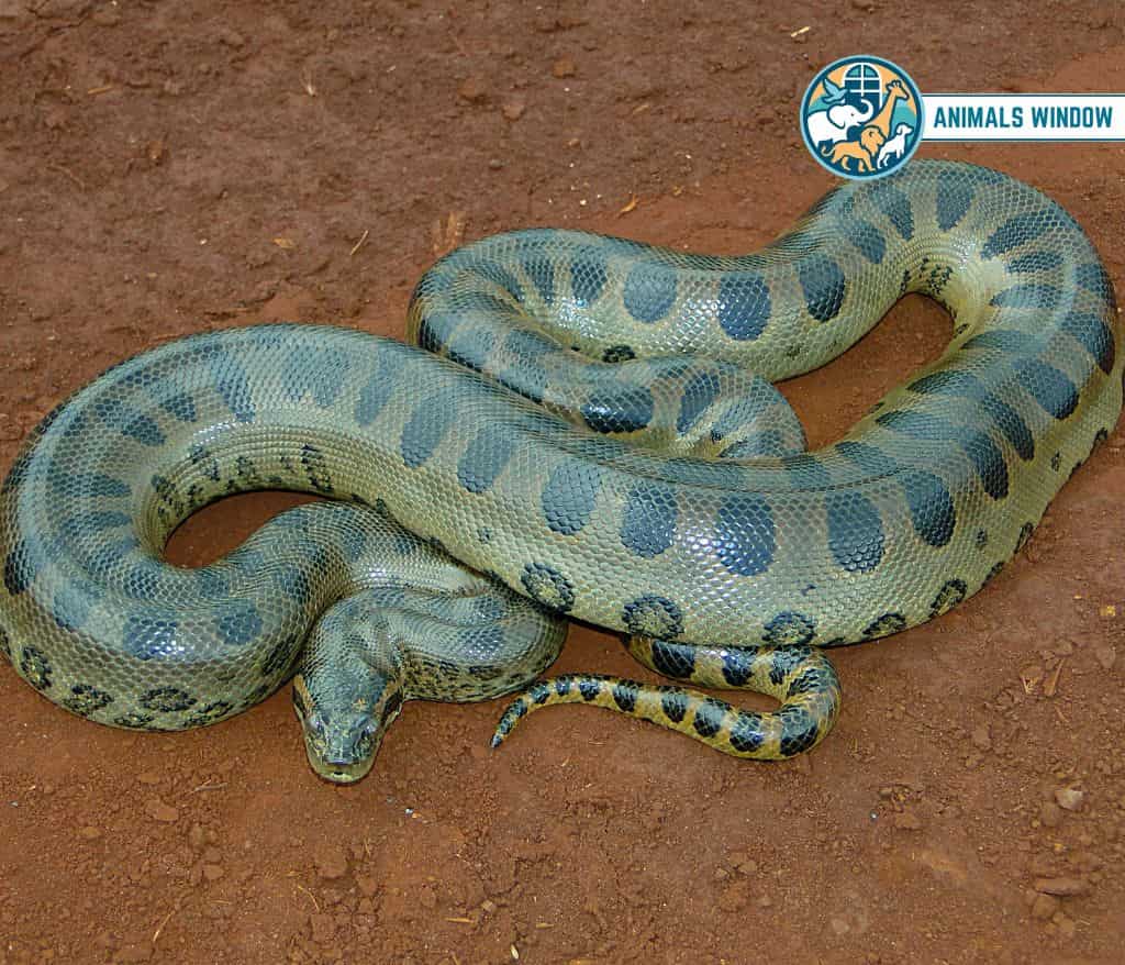 Green Anaconda Heaviest Animal in the World
