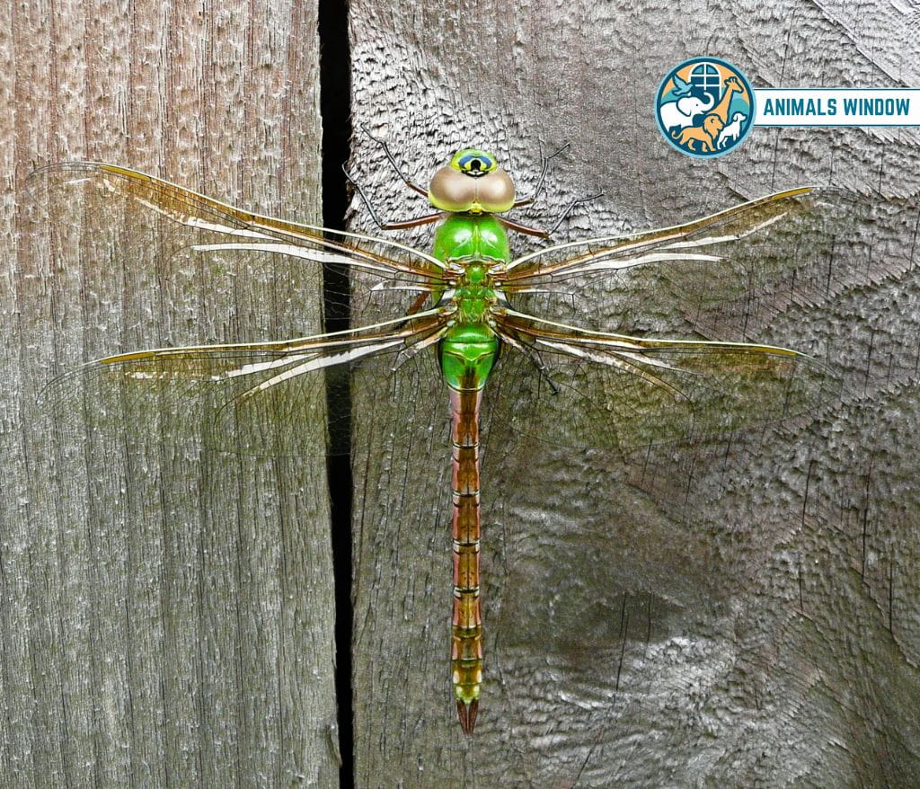 Green Darner Dragonfly Animal That Migrate
