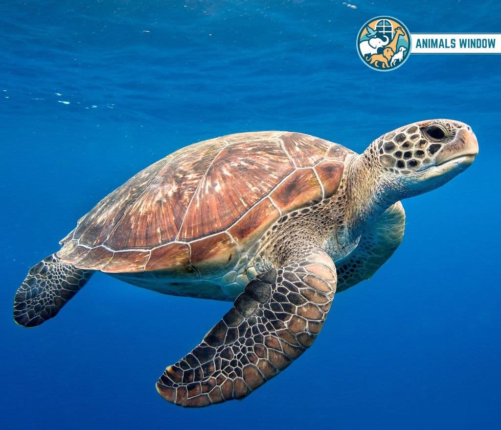 Green Turtle Animal That Migrate