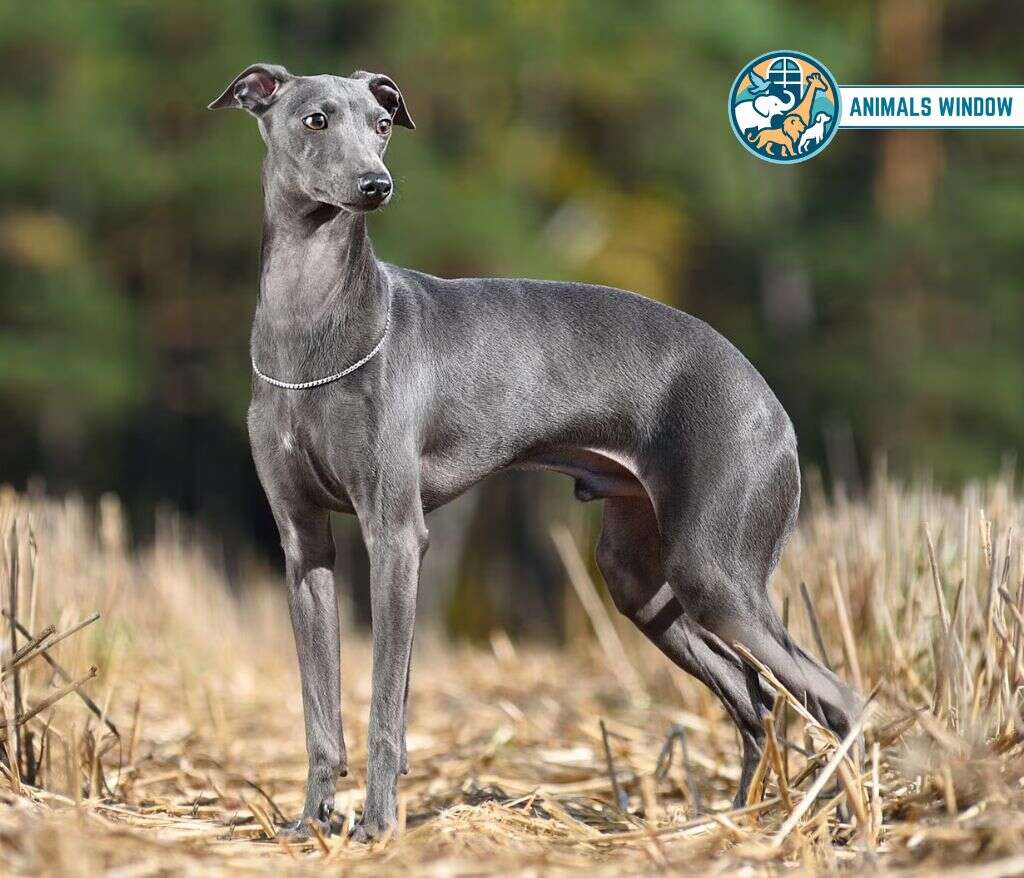 Greyhound Skinny Animal