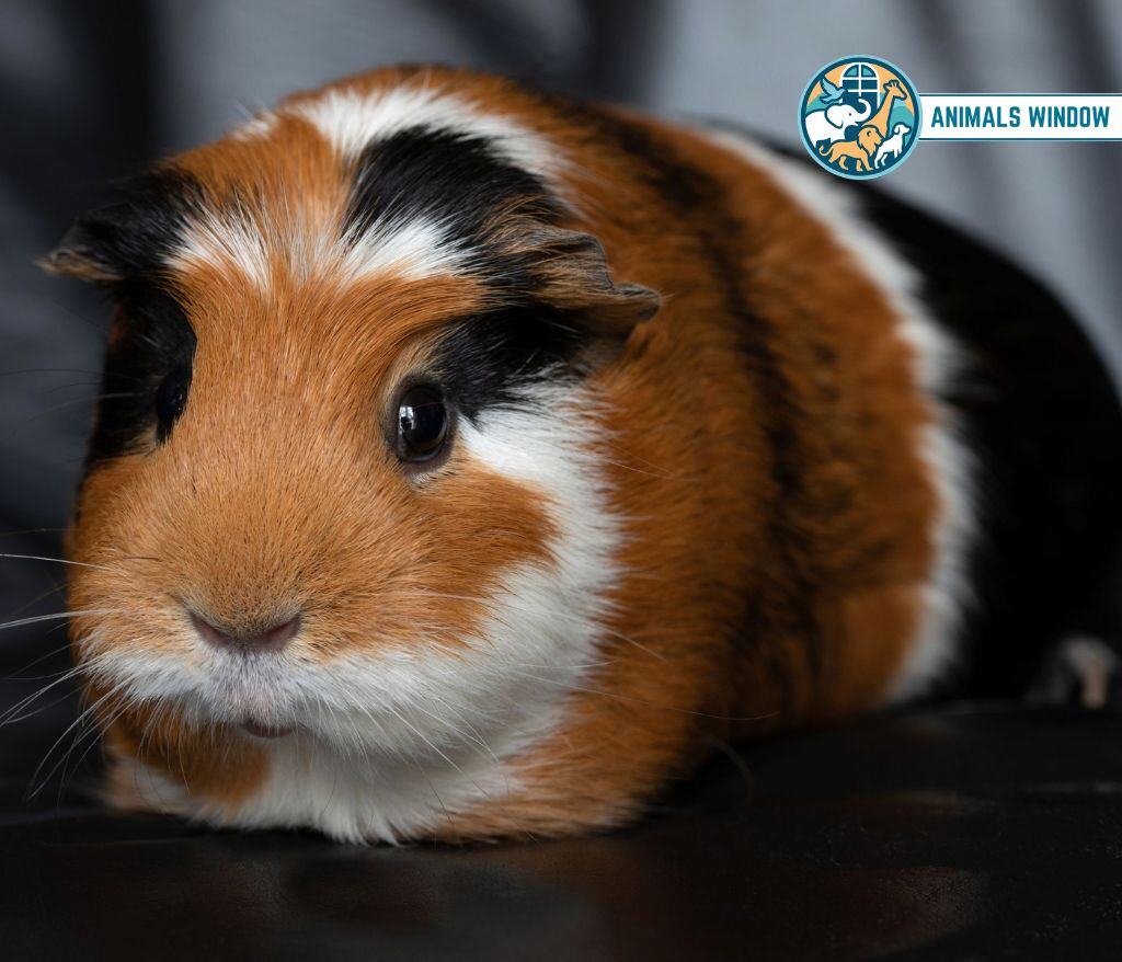 Guinea Pig Animal Without Tail