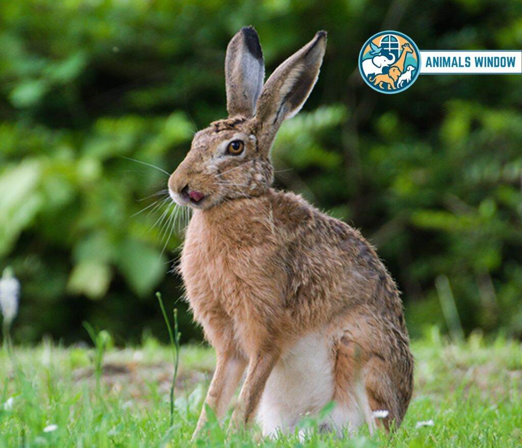 Hare Energetic Animal in the world