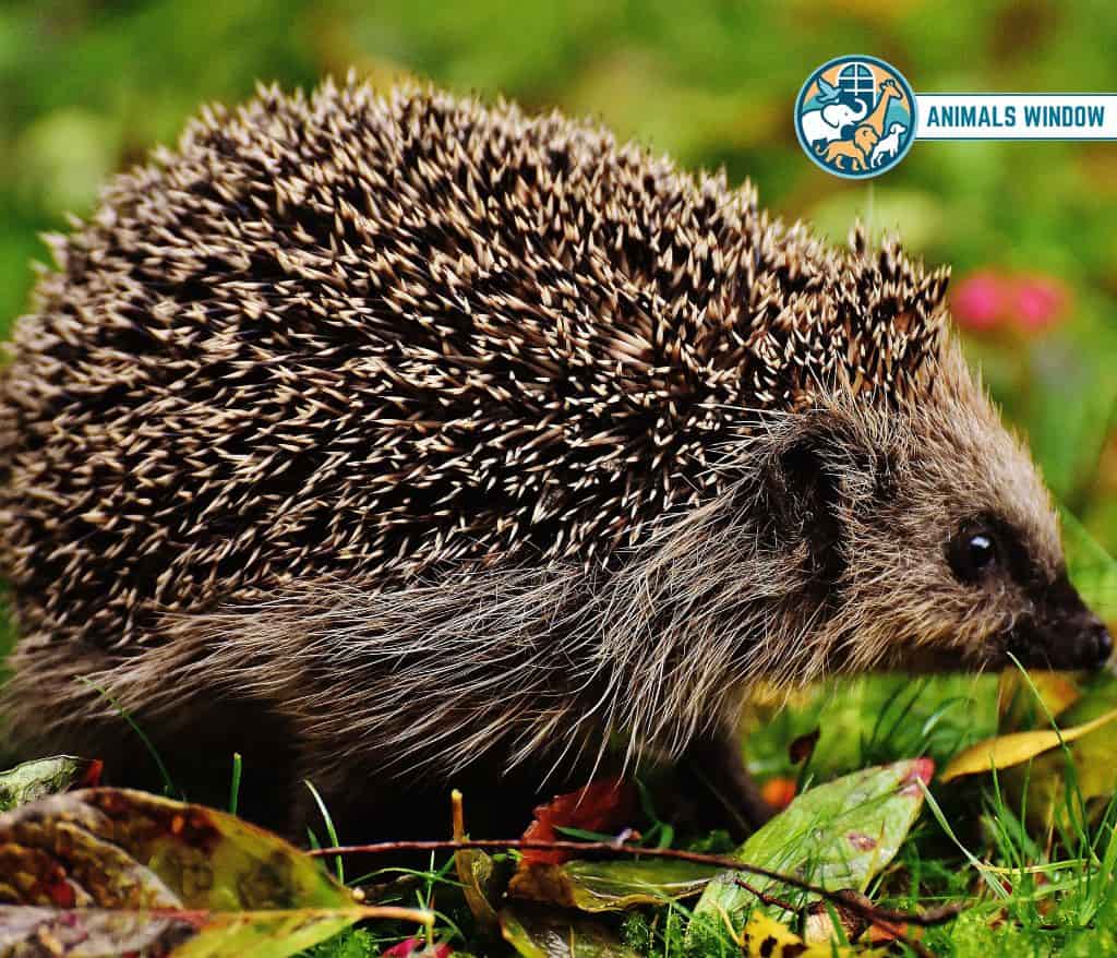 Hedgehog Animal Without Tail