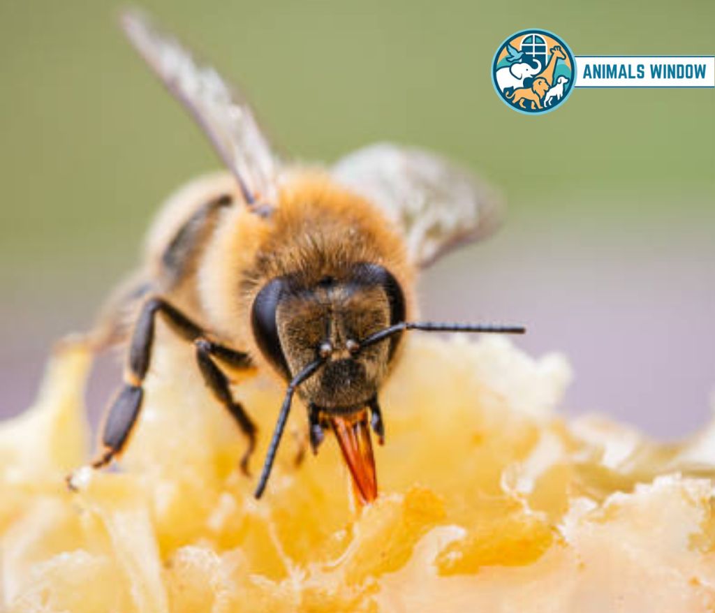 Honey Bee Energetic Animal in the world