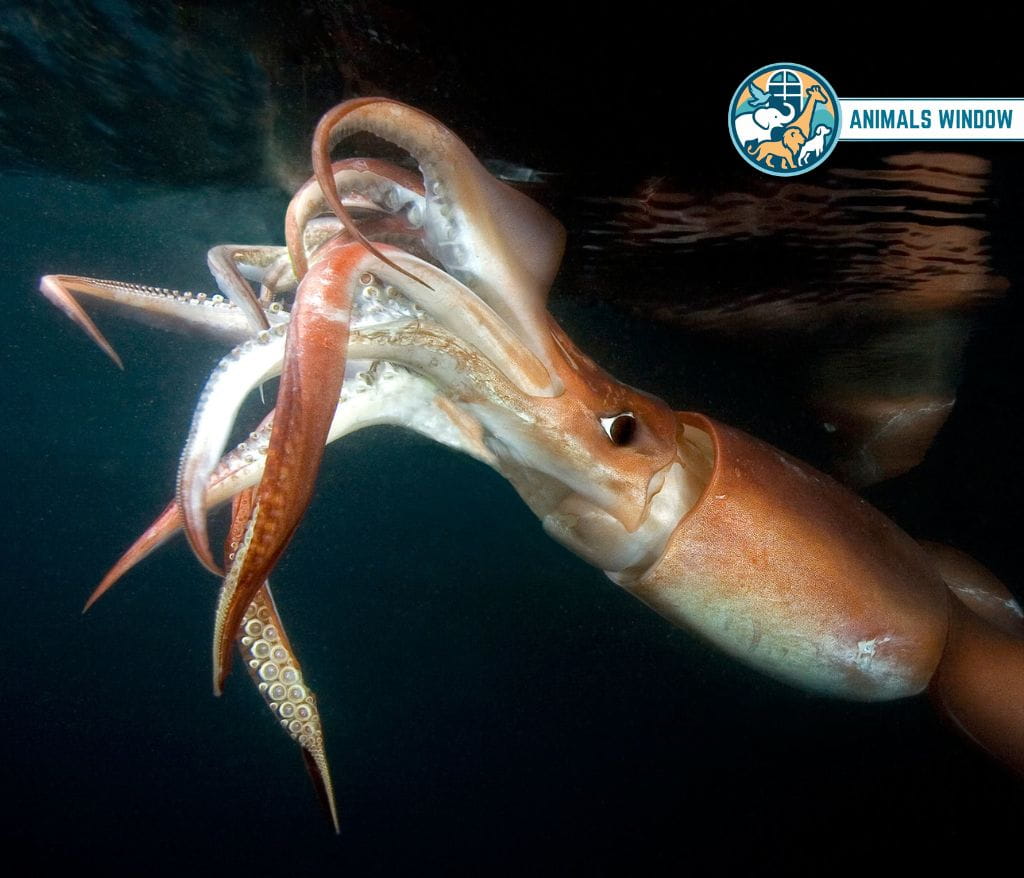 Humboldt Squid Animal That Migrate