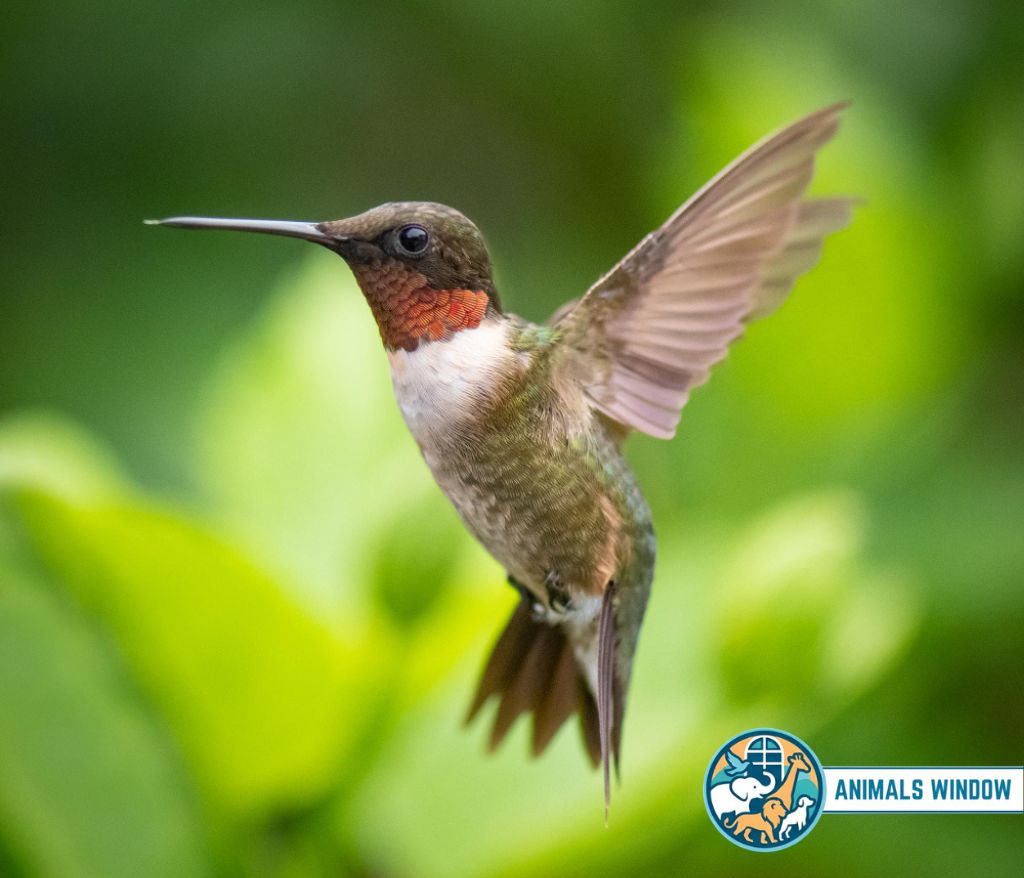 Hummingbird Energetic Animal in the world