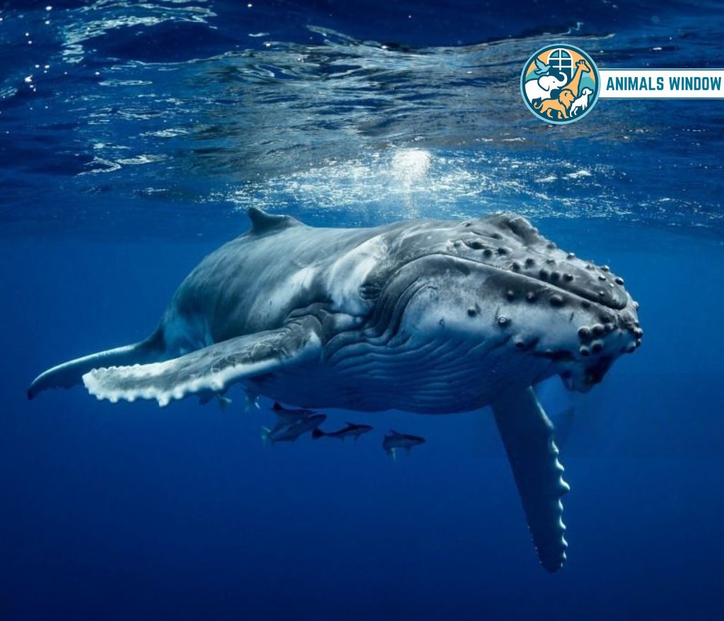 Humpback Whale Animal That Migrate