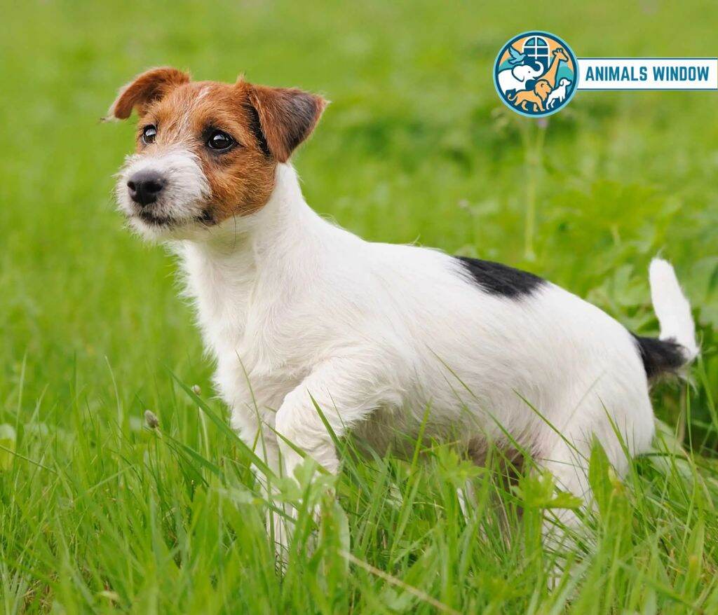 Jack Russell Terrier Energetic Animal in the world