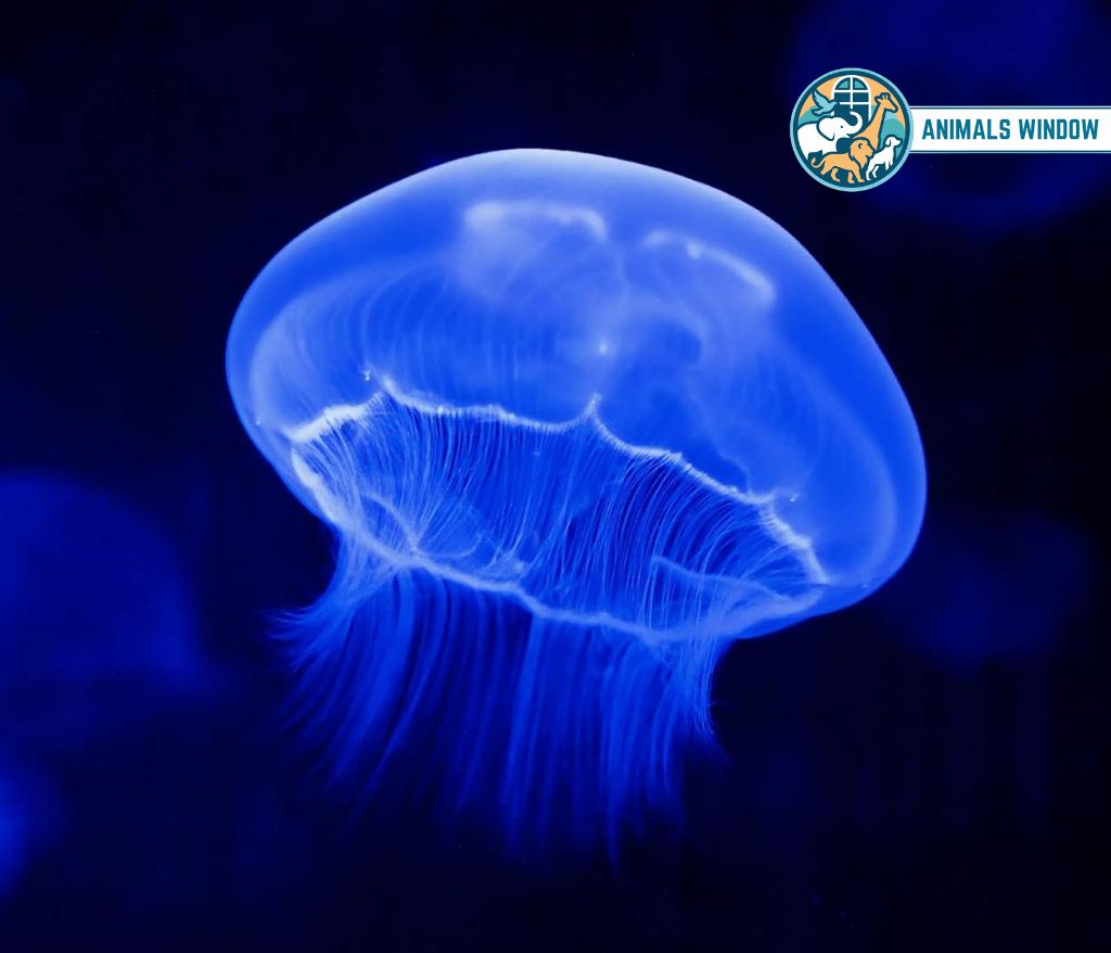 Jellyfish Quiet Animal