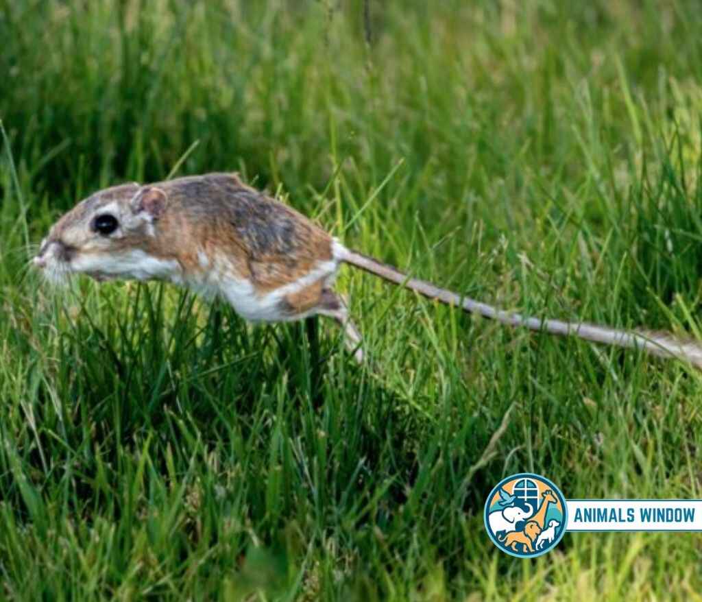 Kangaroo Rat Energetic Animal in the world