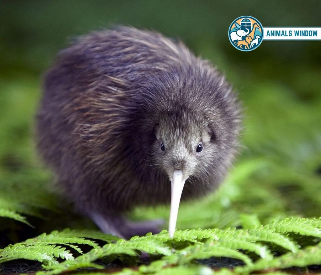 Kiwi Bird Animal Without Tail