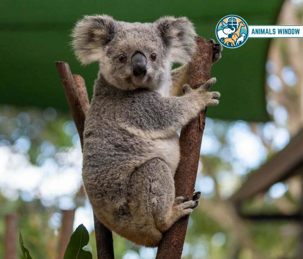 Koala Animal With No Tail