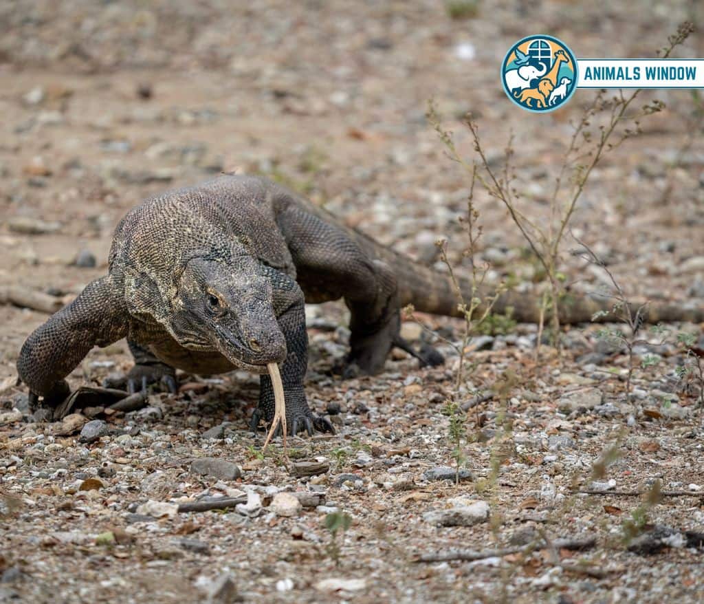 Komodo Dragon Heaviest Animal in the World