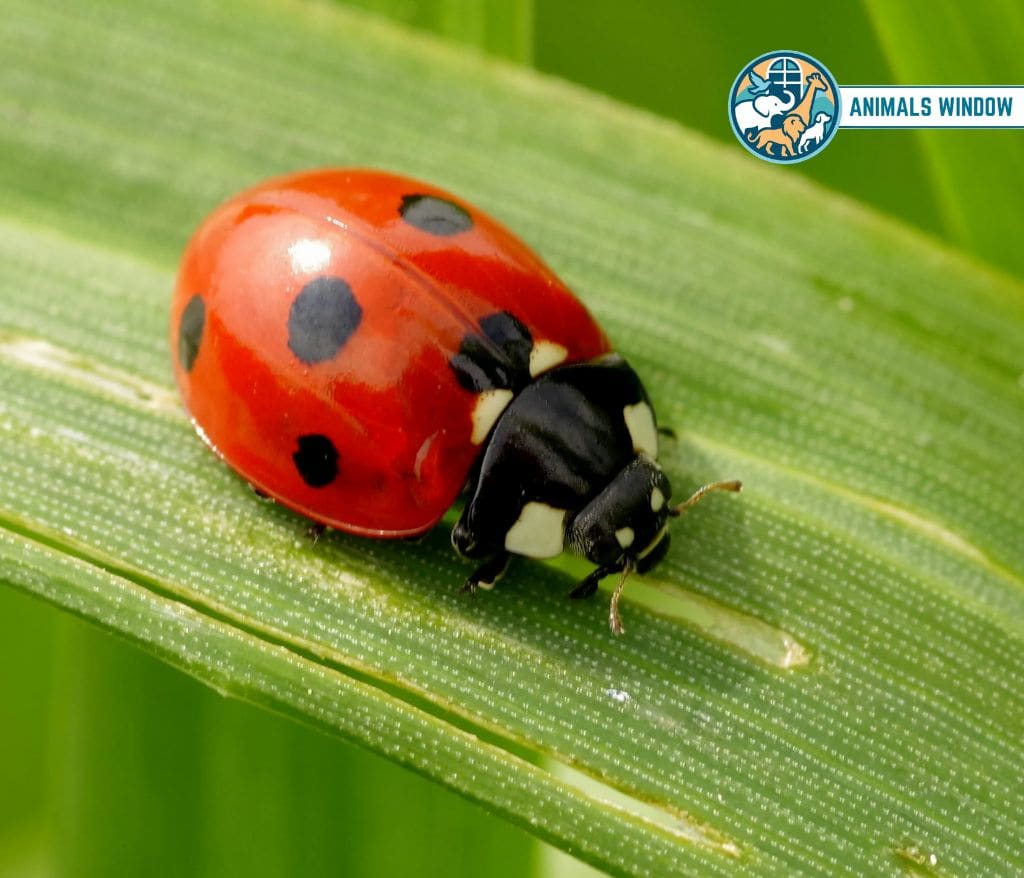 Ladybug Quiet Animal