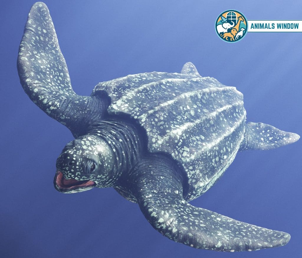Leatherback Sea Turtle Animal That Migrate