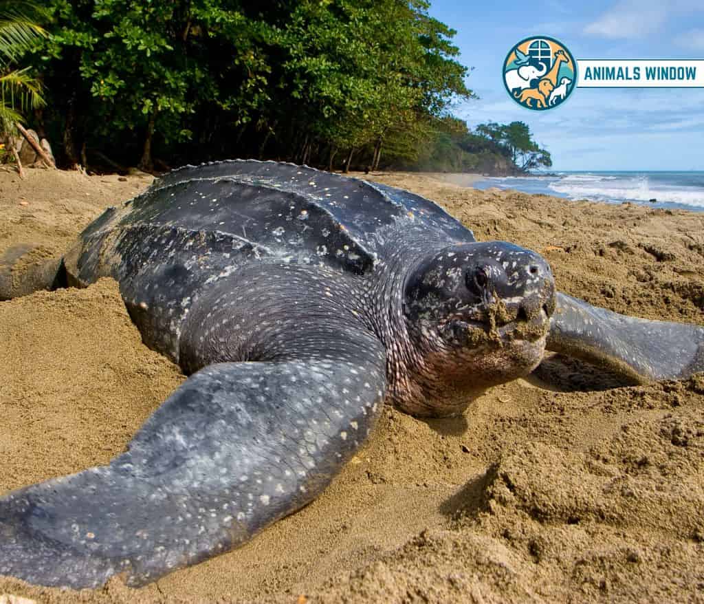Leatherback Sea Turtle Heaviest Animal