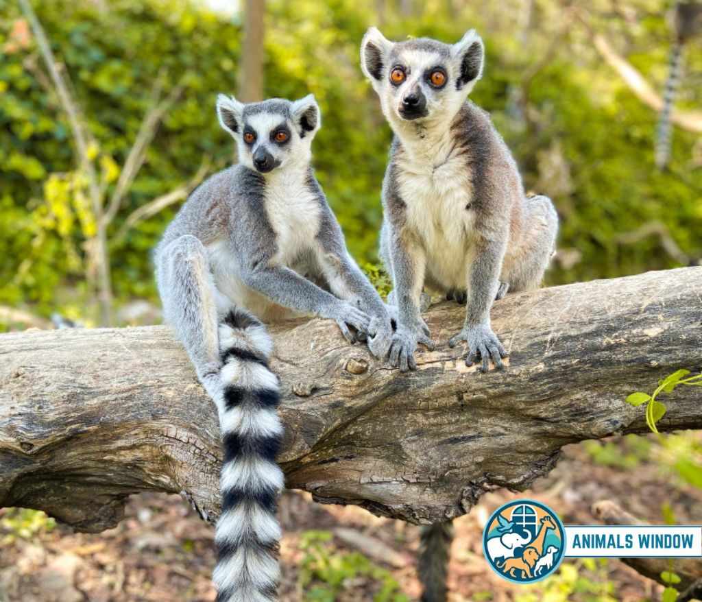 Lemur Energetic Animal in the world