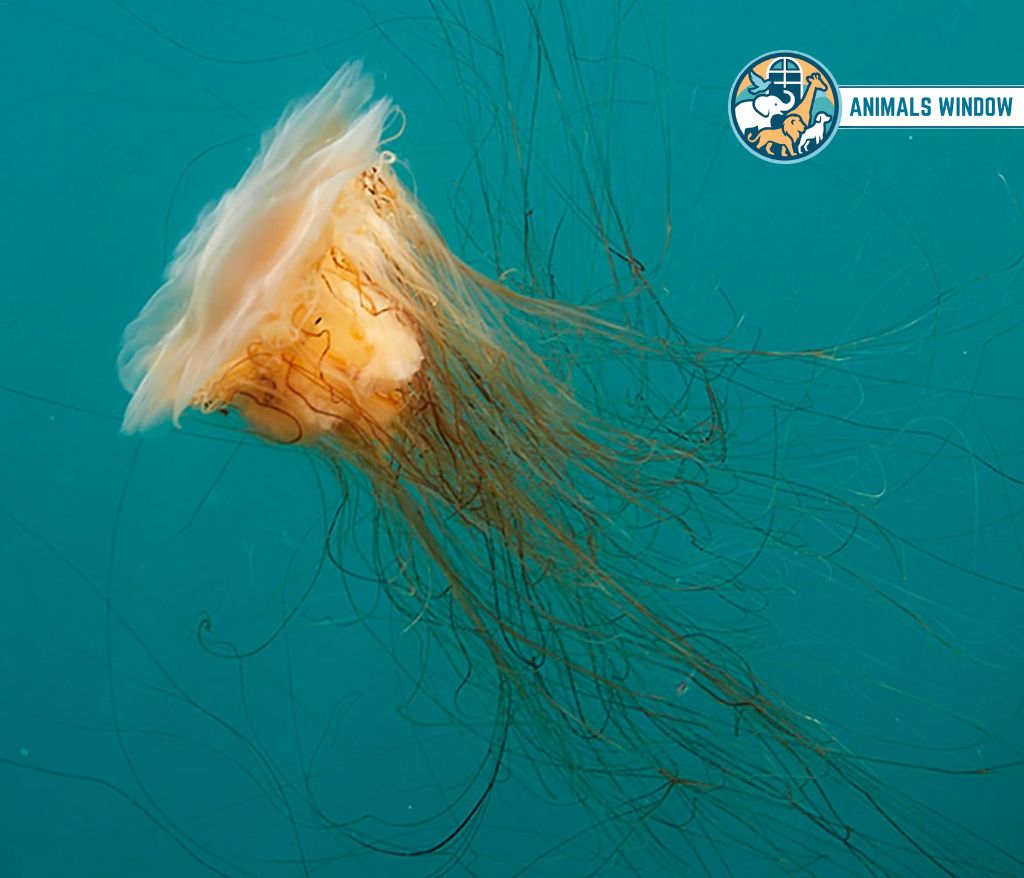 Lion's Mane Jellyfish Heaviest Animal