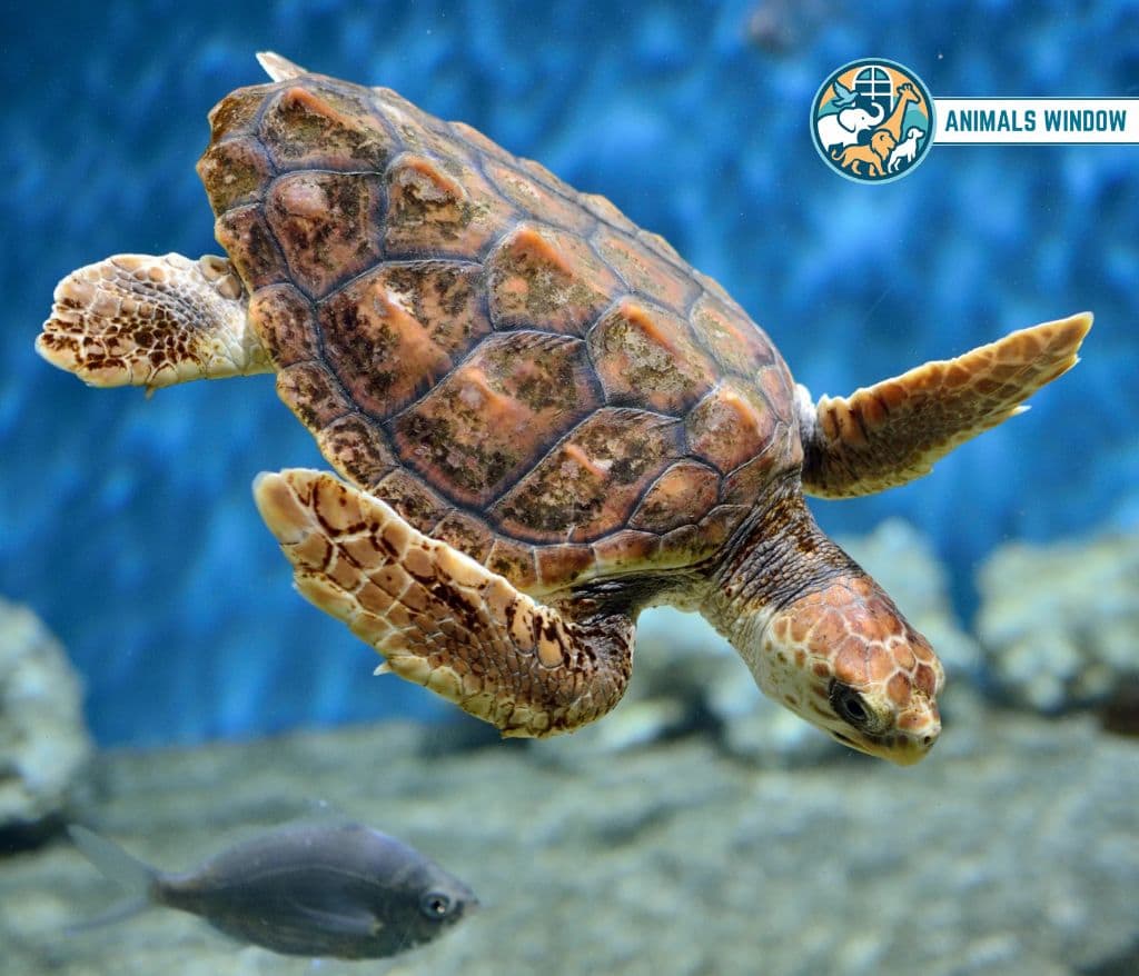 Loggerhead Sea Turtle Animal That Migrate
