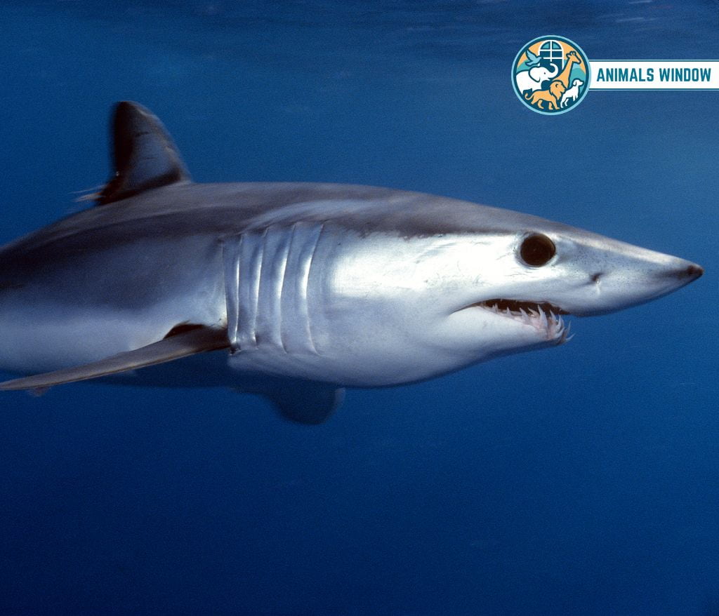 Mako Shark Skinny Animals
