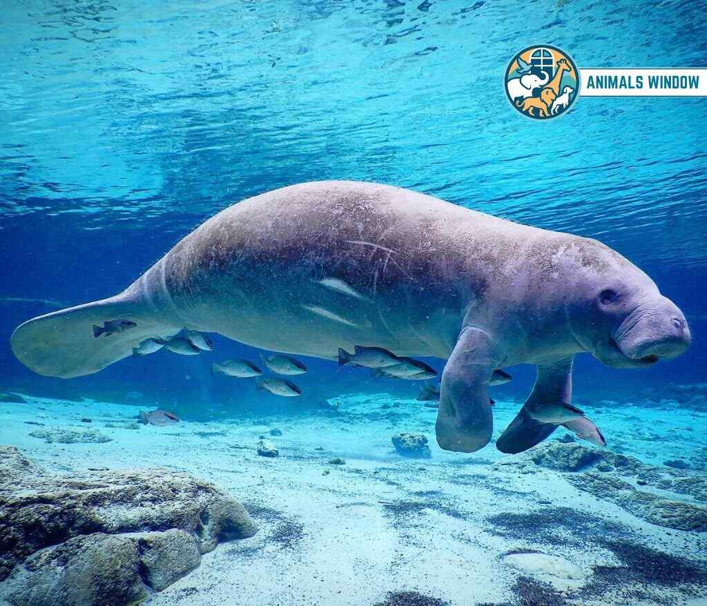 Manatee Quiet Animal